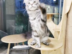 -十年猫舍·猫咪专门店(普陀店)