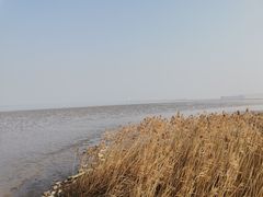 -上海吴淞炮台湾国家湿地公园