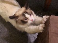 -猫色咖啡·猫咖