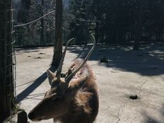 -武陵山森林公园