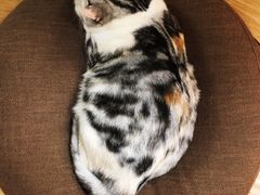 -猫和宫(六道口店)