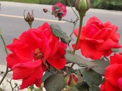 -都江堰玫瑰花溪谷