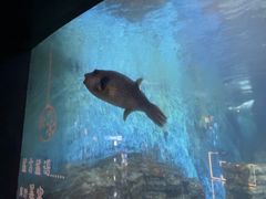 -烟台海昌鲸鲨海洋公园