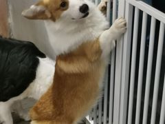 -浣熊柯尔鸭土拨鼠·电玩咖