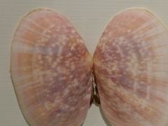 -青岛贝壳博物馆