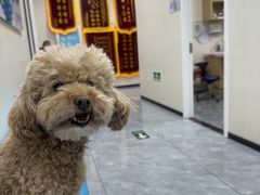 -美联众合爱康动物医院•复杂内科•肿瘤科•牙科•腔镜诊疗中心