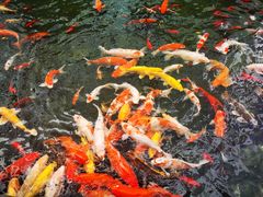 -前海华侨城JW万豪酒店·都会尚膳自助餐厅·牛排海鲜酒水畅飨