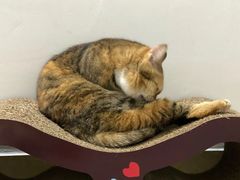 -安安宠医宠物医院·异宠·犬猫内科(岳阳分院)