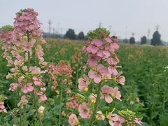 -中国天府农业博览园