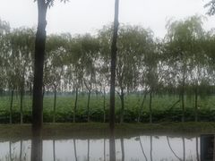 -西青郊野公园
