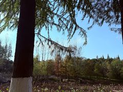 -梅林春晓花园餐厅