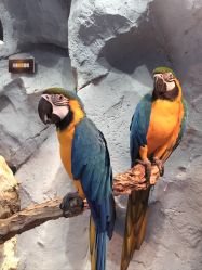 -Zoolung Zoolung动物主题公园(海信广场店)