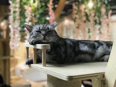 -猫和宫(六道口店)