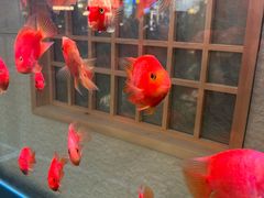 -菊上日式料理(蚌埠银泰店)