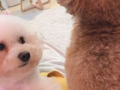 -喵宠乐园·撸猫互动·猫舍