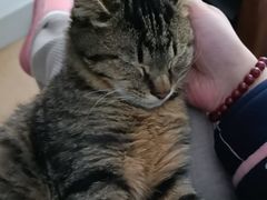 -艾贝尔宠物医院·24H转诊中心·肿瘤猫专科(江宁双龙店)