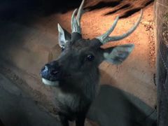 -清迈夜间动物园