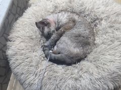 -momokira米努特·德文卷毛猫·棉花面纱犬