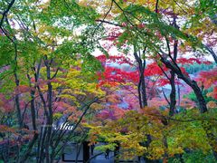 -常寂光寺