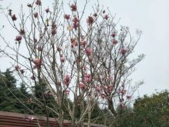 -昆山城市生态森林公园