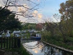 -上海共青森林公园