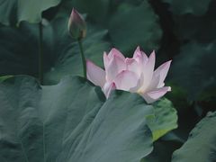 -桂湖森林公园