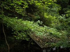 -花岩国家森林公园