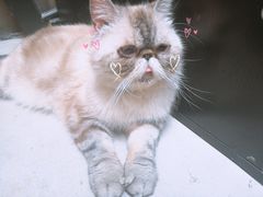 -猫色咖啡·猫咖