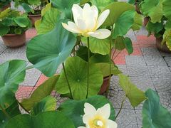 -莲花池公园