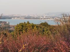 -香雪海