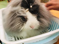-藦茜花园宠物主题亲子互动体验馆(国顺东路店)