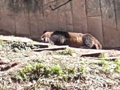 -中国大熊猫保护研究中心雅安碧峰峡基地