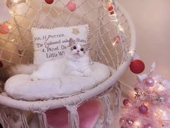 -Bastet sally猫舍购宠(静安店)