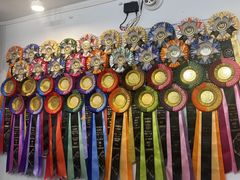 -青奢宠物·青奢猫舍