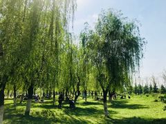 -洨河生态公园