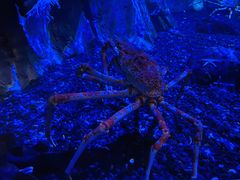 -迪拜水族馆及水下动物园