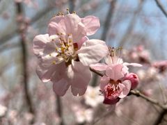 -永定河休闲森林公园
