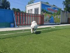 -宠物寄养训练学校