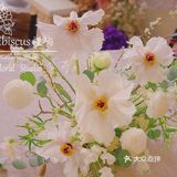 单瓣牡丹开花啦～