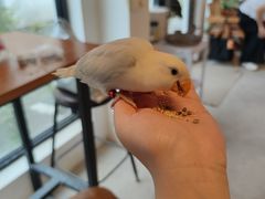 -吉丁鸟咖·异宠·寄养