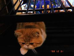 -more than meow吴止猫主题餐厅(承德 中船汇店)