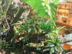 -森味薪火烧•烧鸟居酒屋•日本料理(望京店)