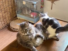-楼上猫咖(罗湖店)