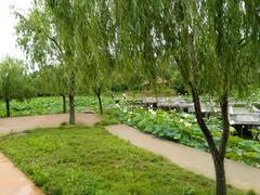 -日照海滨国家森林公园
