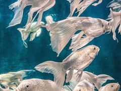 -西安曲江海洋极地公园