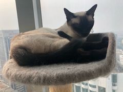 -喵店&猫咖