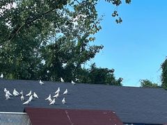 -J Create城市露营咖啡·简餐·宠物(上海动物园店)