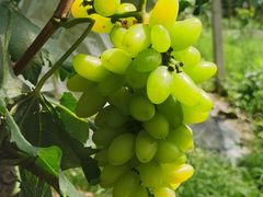 -马陆小张葡萄园农家乐