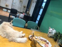 -猫色咖啡·猫咖