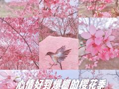 -绵阳盛世樱花悠乐谷